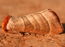Walnut Datana